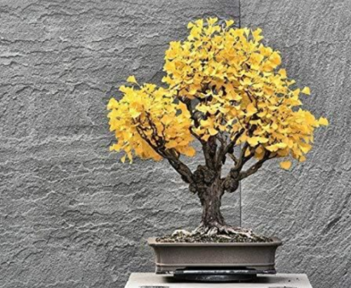 Ginkgo Biloba Bonsai Seeds | Maidenhair Tree for Memory Support