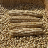 'White Horse Tooth Corn' Seeds - Zea mays, Heirloom Non-Hybrid Corn for Home Garden
