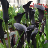 'Odessa' Calla Lily Bulbs - Zantedeschia hybrida, Dark Purple Flower Bulb for Garden & Container Plant