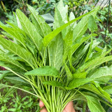 Green Willow Leaf Amaranth Seeds | Amaranthus tricolor | Fast-Growing, Easy-to-Grow Narrow-Leaf Vegetable