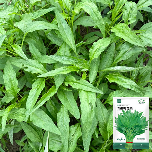 Green Willow Leaf Amaranth Seeds | Amaranthus tricolor | Fast-Growing, Easy-to-Grow Narrow-Leaf Vegetable