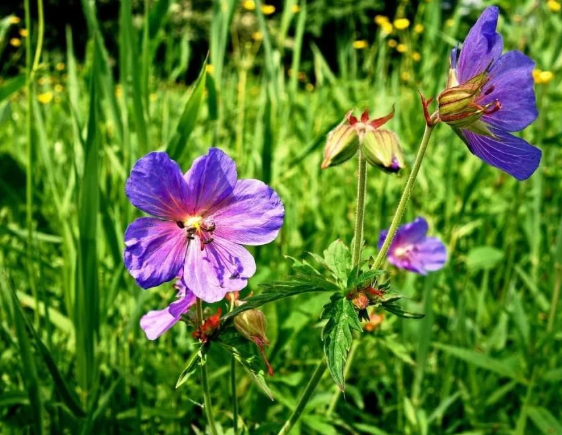 Wild Geranium Seeds (Geranium maculatum) | Native Woodland Perennial