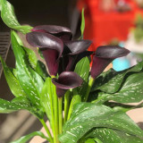 'Black Hero' Calla Lily Bulbs | Zantedeschia hybrida | Premium Ornamental Flower Bulb