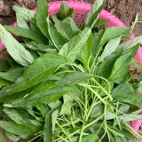 Green Willow Leaf Amaranth Seeds | Amaranthus tricolor | Fast-Growing, Easy-to-Grow Narrow-Leaf Vegetable