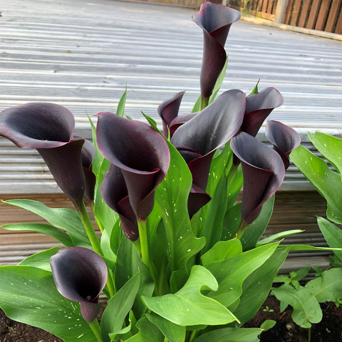 'Odessa' Calla Lily Bulbs - Zantedeschia hybrida, Dark Purple Flower Bulb for Garden & Container Plant