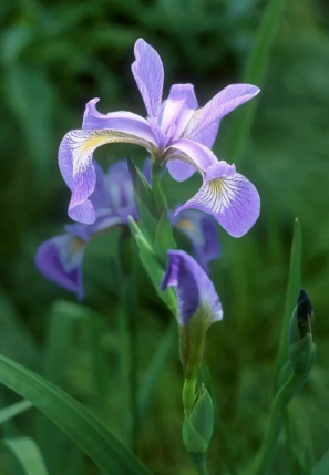 Northern Blue Flag IRIS VERSICOLOR - 100+ Seeds - Crop