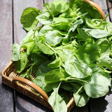 Green Round Leaf Amaranth Seeds | Amaranthus tricolor | Heat-Tolerant Fast-Growing Leafy Vegetable
