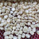 'White Horse Tooth Corn' Seeds - Zea mays, Heirloom Non-Hybrid Corn for Home Garden