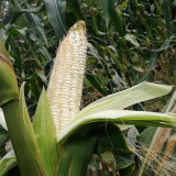 'White Horse Tooth Corn' Seeds - Zea mays, Heirloom Non-Hybrid Corn for Home Garden