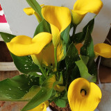 'Dana' Calla Lily Bulbs - Zantedeschia hybrida, Yellow Cut Flower Bulb for Garden & Container Plant