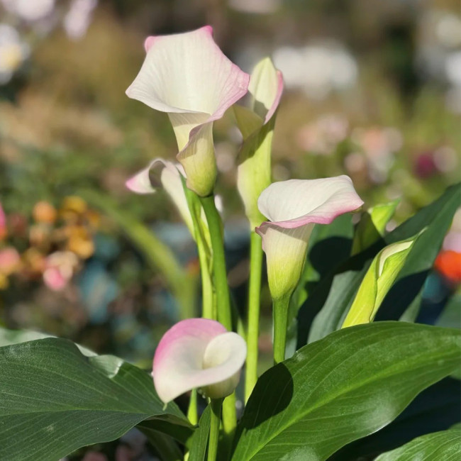 'Sweet Art' Calla Lily Bulbs | Zantedeschia hybrida | Pink Flower Bulb for Garden & Container Plant
