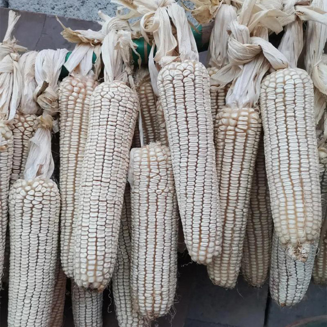 'White Horse Tooth Corn' Seeds - Zea mays, Heirloom Non-Hybrid Corn for Home Garden