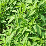 Green Willow Leaf Amaranth Seeds | Amaranthus tricolor | Fast-Growing, Easy-to-Grow Narrow-Leaf Vegetable