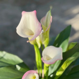 'Sweet Art' Calla Lily Bulbs | Zantedeschia hybrida | Pink Flower Bulb for Garden & Container Plant