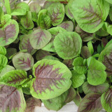 Large Round Leaf Red Amaranth Seeds | Amaranthus tricolor | Thick, Tender Leaves, Slow-Bolting Premium Variety