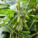 Small Black Soybean Seeds | Glycine max | High-Yield Mid-Maturing Black Bean, Nutrient-Rich, Easy to Grow