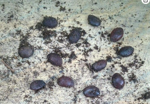 Diospyros Virginiana Stratified Seeds | Native American Persimmon Tree