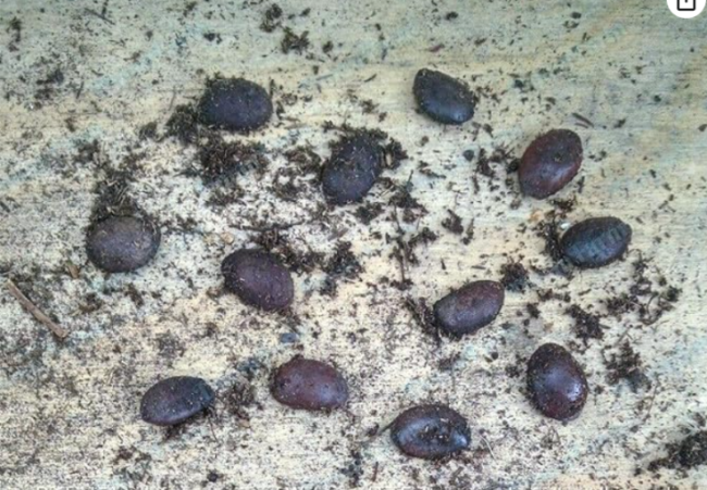 Diospyros Virginiana Stratified Seeds | Native American Persimmon Tree