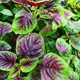 Large Round Leaf Red Amaranth Seeds | Amaranthus tricolor | Thick, Tender Leaves, Slow-Bolting Premium Variety