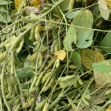 Small Black Soybean Seeds | Glycine max | High-Yield Mid-Maturing Black Bean, Nutrient-Rich, Easy to Grow