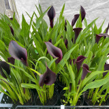 'Odessa' Calla Lily Bulbs - Zantedeschia hybrida, Dark Purple Flower Bulb for Garden & Container Plant