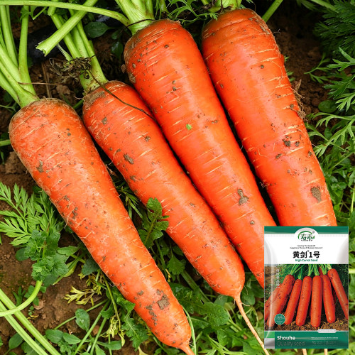 'Huangjian No.1' Carrot Seeds | Daucus carota subsp. sativus | 20-24cm Long High-Yield Variety