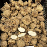 'Black Hero' Calla Lily Bulbs | Zantedeschia hybrida | Premium Ornamental Flower Bulb