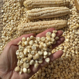 'White Horse Tooth Corn' Seeds - Zea mays, Heirloom Non-Hybrid Corn for Home Garden