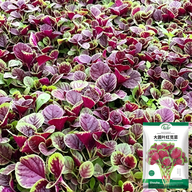 Large Round Leaf Red Amaranth Seeds | Amaranthus tricolor | Thick, Tender Leaves, Slow-Bolting Premium Variety