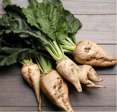 Sugar Beet Seeds Fresh Harvest for Gardens