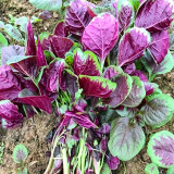 Large Round Leaf Red Amaranth Seeds | Amaranthus tricolor | Thick, Tender Leaves, Slow-Bolting Premium Variety