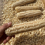 'White Horse Tooth Corn' Seeds - Zea mays, Heirloom Non-Hybrid Corn for Home Garden
