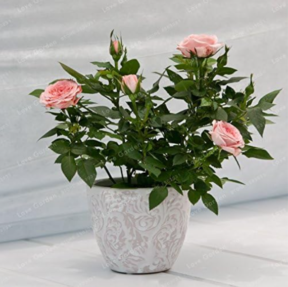 Light Pink Mini Rose Seeds | Rosa hybrida | Compact Balcony Potted Dwarf Flower