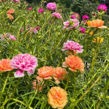 Double Flowered Mix Moss Rose Seeds | Portulaca grandiflora | Heat-Tolerant Summer Blooms