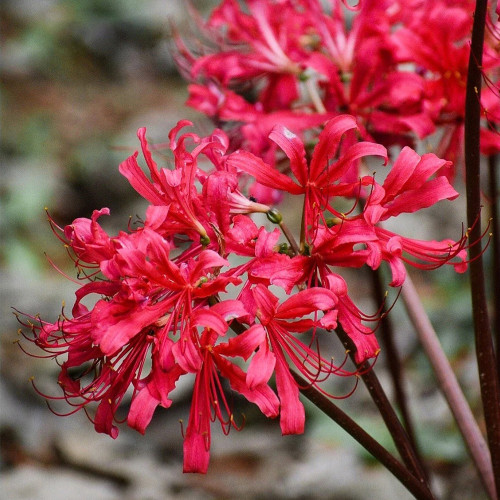 Rose Lycoris Bulbs | Lycoris × rosed | Vibrant Rose-Red Spider Lily