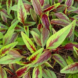 Red Willow Leaf Amaranth Seeds – Amaranthus tricolor | Narrow-Leaf Red Chinese Spinach, Ideal for Home Gardens