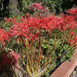 Red Spider Lily Bulbs | Lycoris radiata | Manjushage Red Flowering Bulb