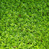 Green Carpet Rupturewort Seeds | Herniaria glabra | Drought Tolerant Ground Cover – Easy to Grow, Versatile Use