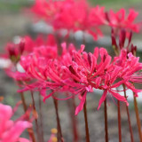 Rose Lycoris Bulbs | Lycoris × rosed | Vibrant Rose-Red Spider Lily