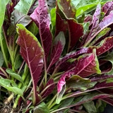 Red Willow Leaf Amaranth Seeds – Amaranthus tricolor | Narrow-Leaf Red Chinese Spinach, Ideal for Home Gardens
