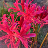 Rose Lycoris Bulbs | Lycoris × rosed | Vibrant Rose-Red Spider Lily