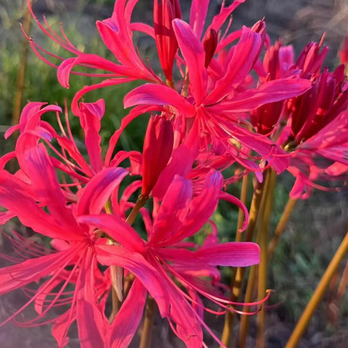 Rose Lycoris Bulbs | Lycoris × rosed | Vibrant Rose-Red Spider Lily