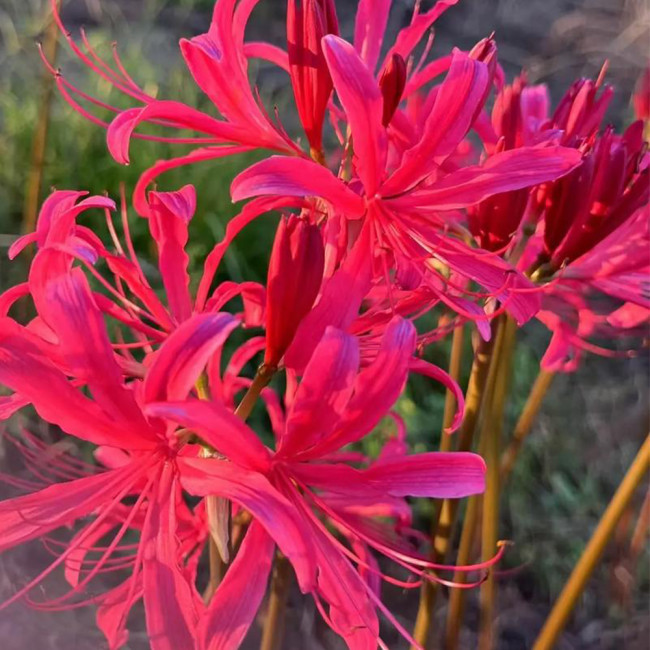 Rose Lycoris Bulbs | Lycoris × rosed | Vibrant Rose-Red Spider Lily