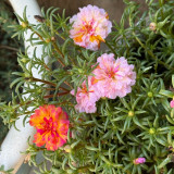 Double Flowered Mix Moss Rose Seeds | Portulaca grandiflora | Heat-Tolerant Summer Blooms