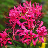 Pink Lycoris sprengeri Bulbs | Sprenger's Spider Lily | Vibrant Pink Blooms
