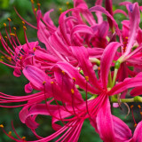 Pink Lycoris sprengeri Bulbs | Sprenger's Spider Lily | Vibrant Pink Blooms