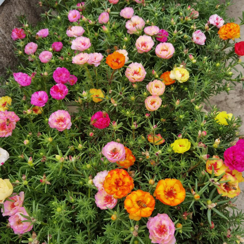 Double Flowered Mix Moss Rose Seeds | Portulaca grandiflora | Heat-Tolerant Summer Blooms