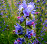 Wild Viper's Bugloss Seeds | Echium vulgare | Blue Meadow Pollinator Wildflower