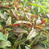 Red Willow Leaf Amaranth Seeds – Amaranthus tricolor | Narrow-Leaf Red Chinese Spinach, Ideal for Home Gardens