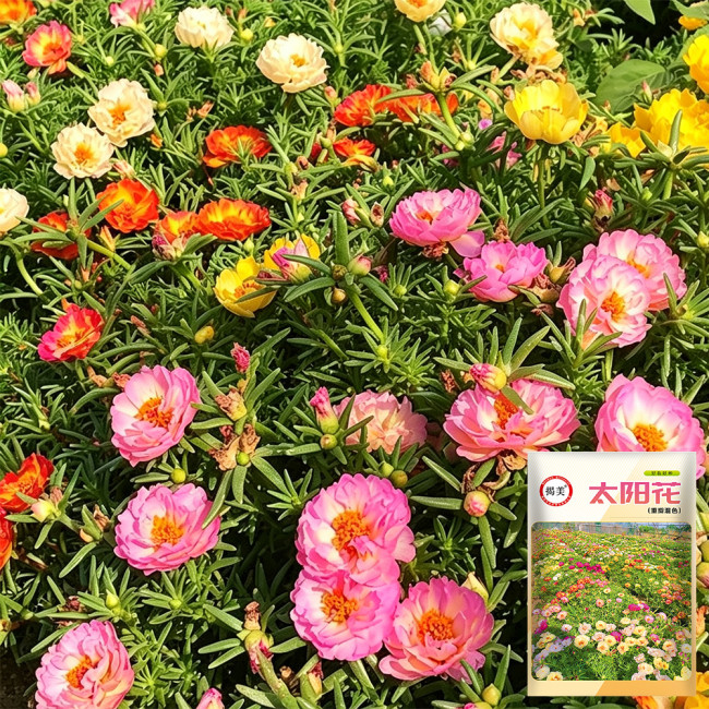 Double Flowered Mix Moss Rose Seeds | Portulaca grandiflora | Heat-Tolerant Summer Blooms